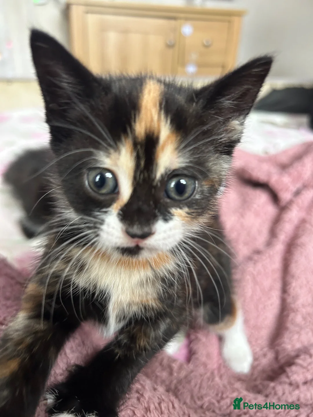 Mixed Breed cats for sale: 1 female kitten - Advert 2