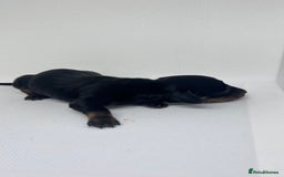 Miniature Dachshund dogs for sale: Miniature Dachshund - 1 Black and tan girl left - Image 17