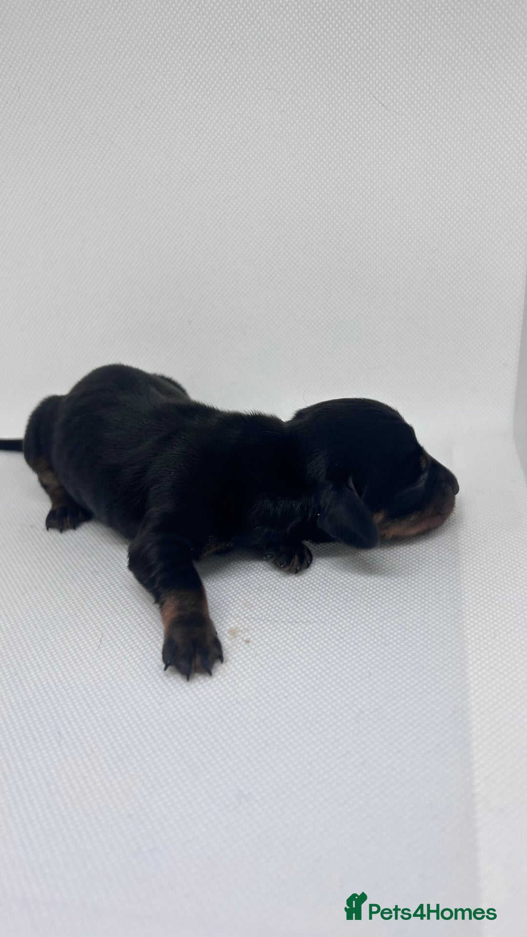 Miniature Dachshund dogs for sale: Miniature Dachshund - 1 Black and tan girl left - Image 17