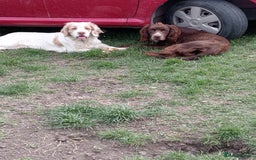 Mixed Breed dogs for sale: Beautiful Clumber spaniel x sprockers  - Image 25