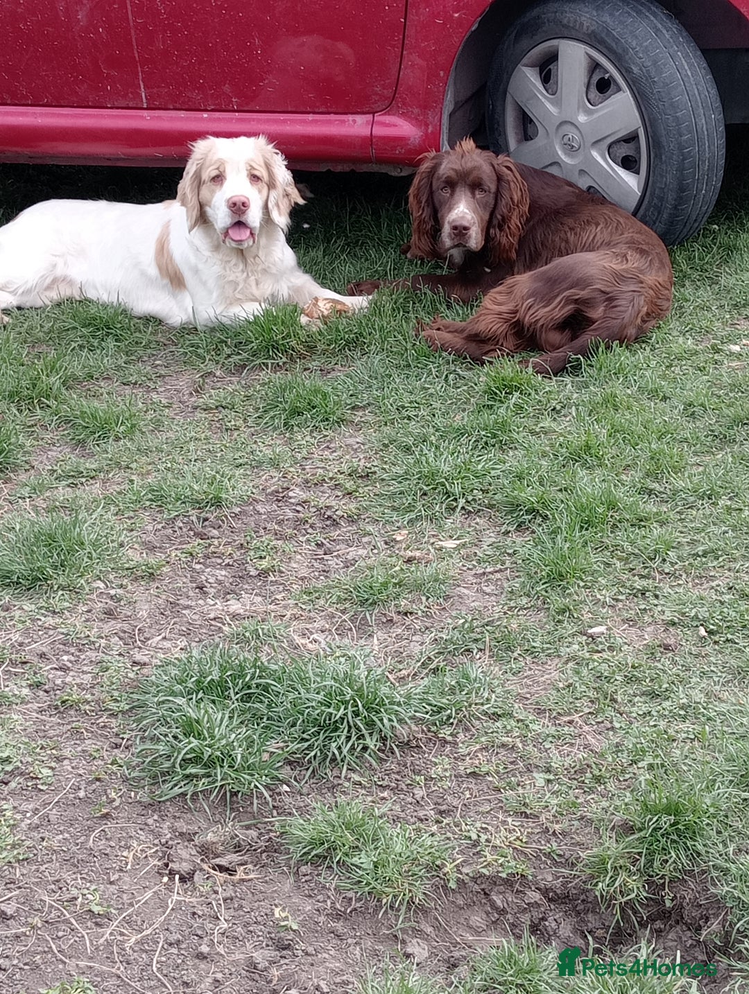 Mixed Breed dogs for sale: Beautiful Clumber spaniel x sprockers  - Image 25