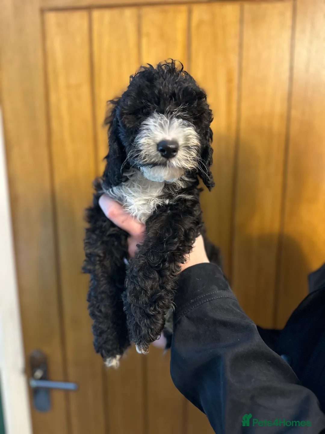 Cockapoo dogs for sale: X2 Cockerpoo boys left  - Advert 4