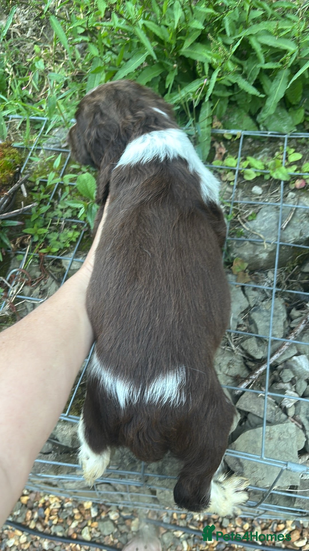 English Springer Spaniel dogs Last Liver and white boy Springer Spaniel Puppies  - Advert 2