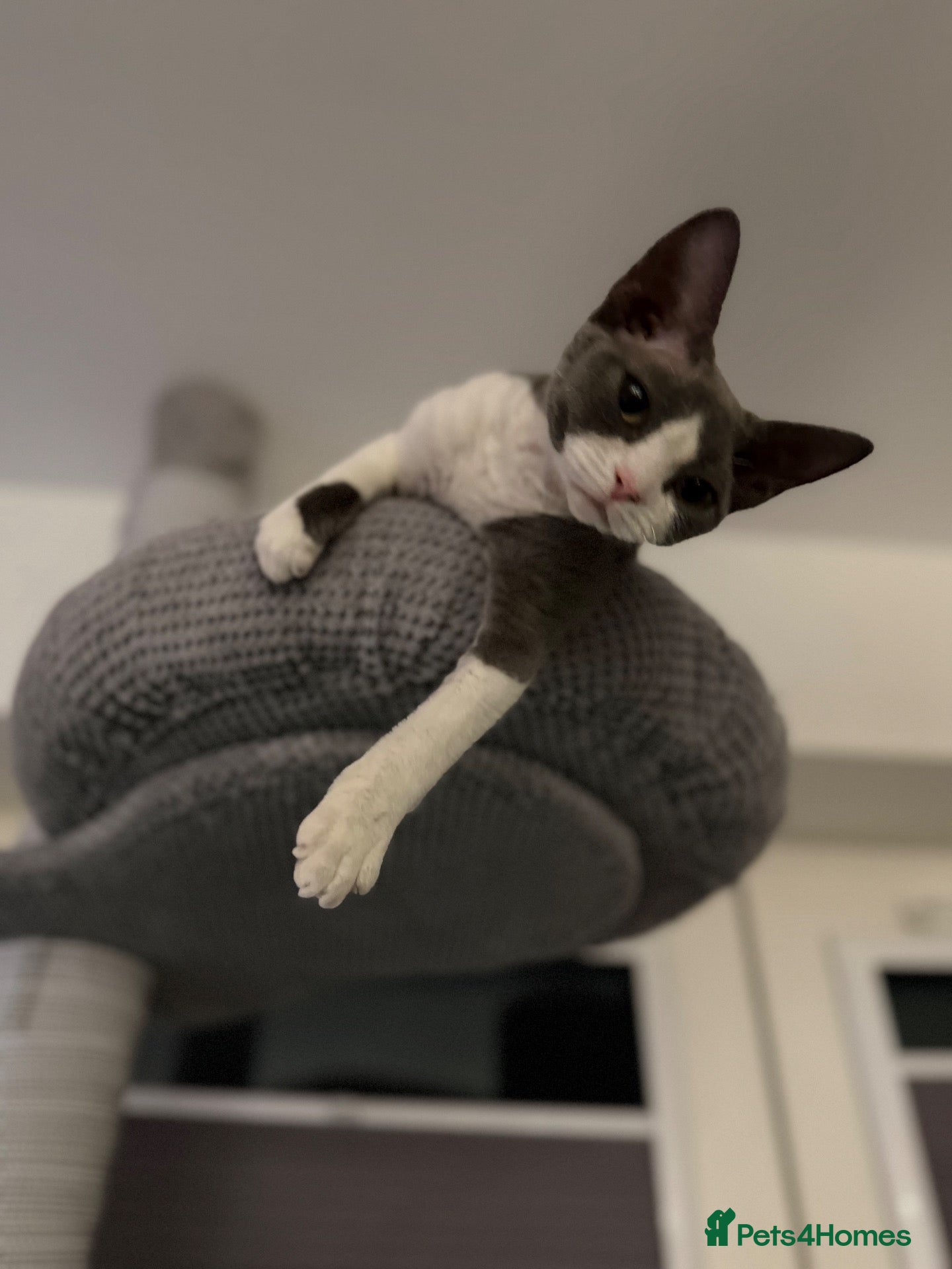 Devon Rex cats      🐾 Two Beautiful Devon Rex Kittens  - Advert 1