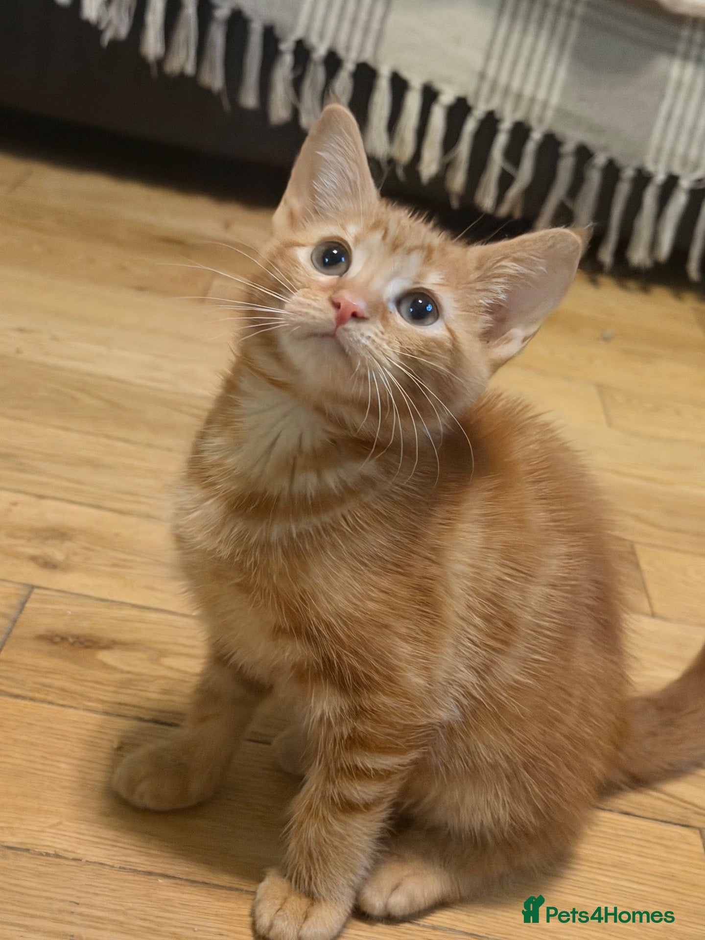Ragdoll cats for sale: Ragdoll X kittens  - Advert 1