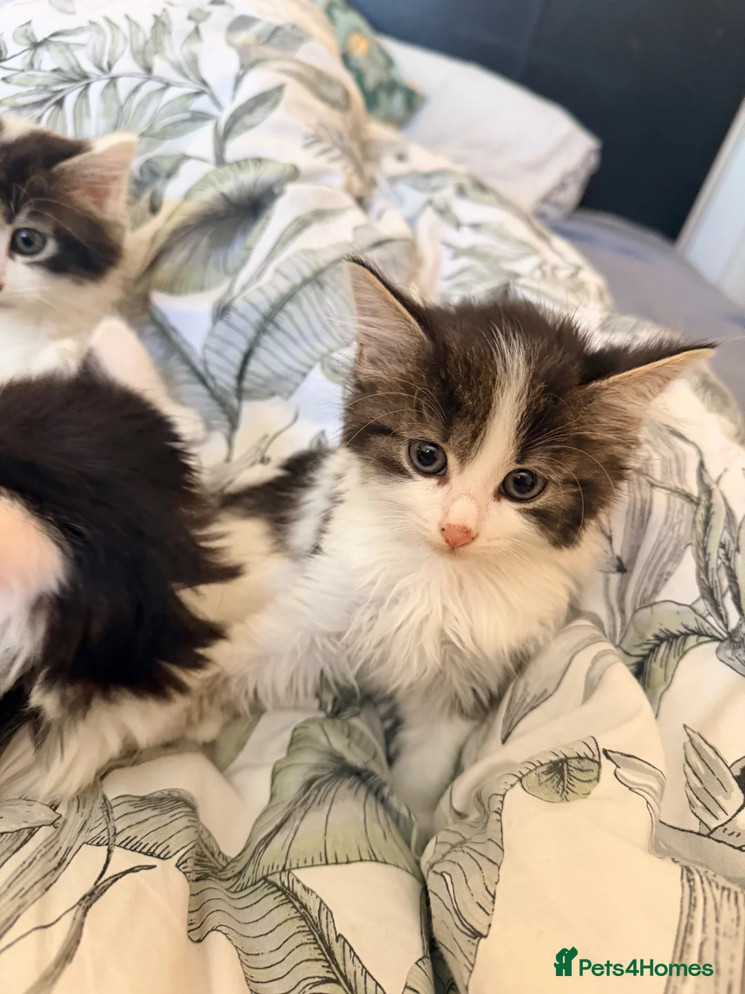 Mixed Breed cats for sale: Beautiful fluffy kittens  - Advert 11