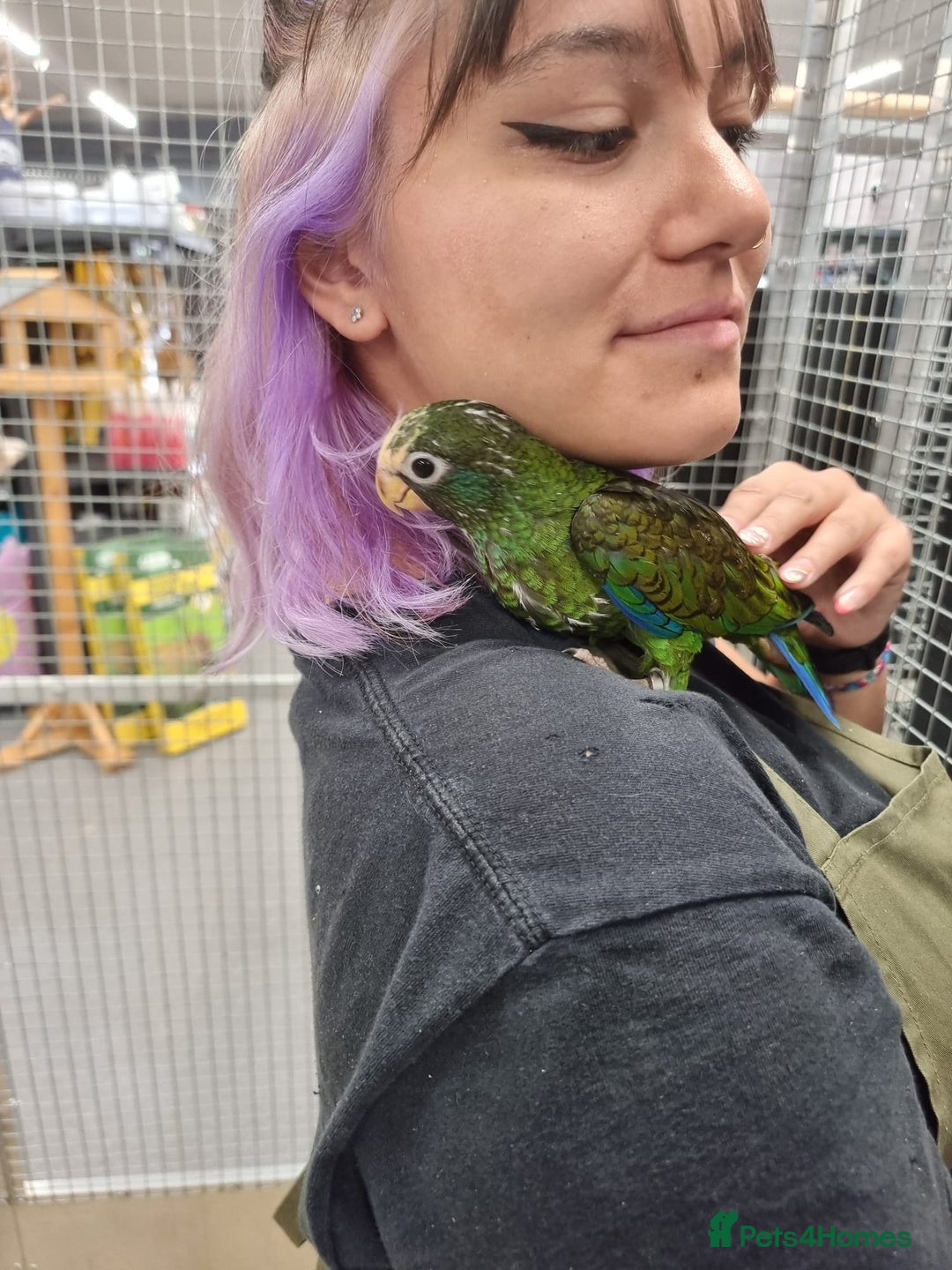 Parrots birds for sale: Hand reared white capped Pinous  - Image 1