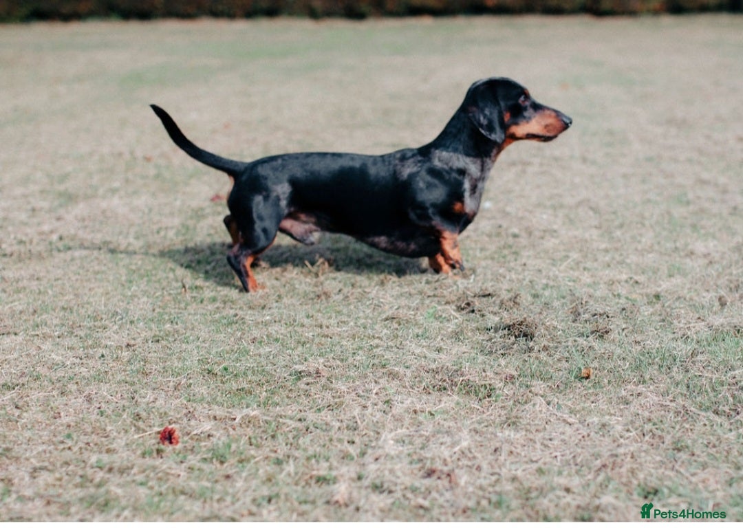 Miniature Dachshund dogs for stud: PROVEN-KC STUD minature smooth haired dachshund in Catterick Garrison - Image 2