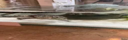 Turtle reptiles for sale: Musk Turtle in Houghton le Spring - Advert 7