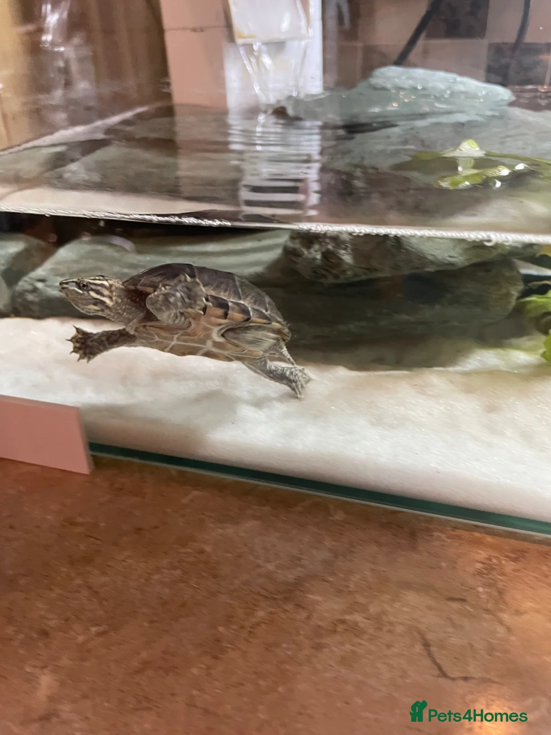 Turtle reptiles for sale: Musk Turtle in Houghton le Spring - Advert 7