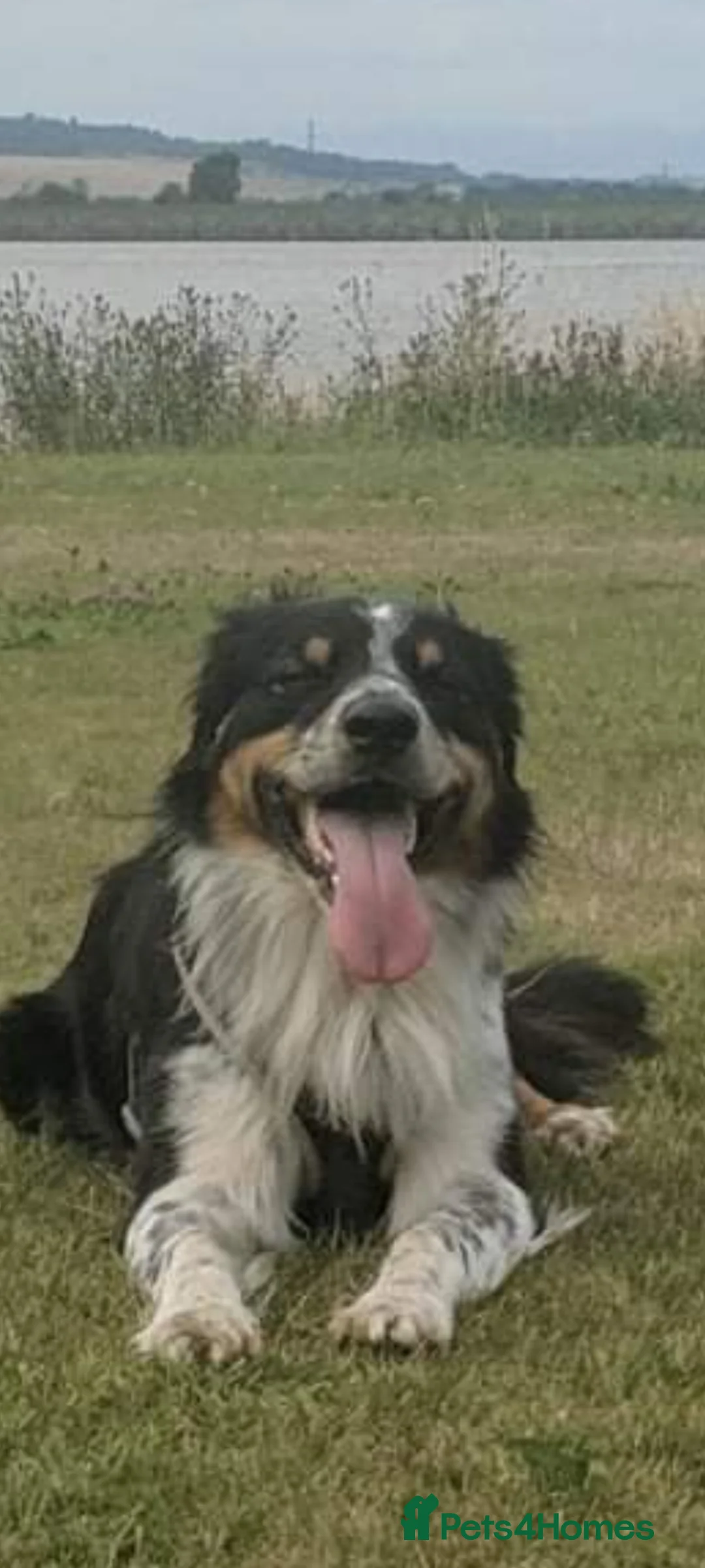 Border Collie dogs for stud: Stud, Free for Pup - Advert 9