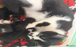 Mixed Breed cats for sale: Mix breed kittens  - Image 5