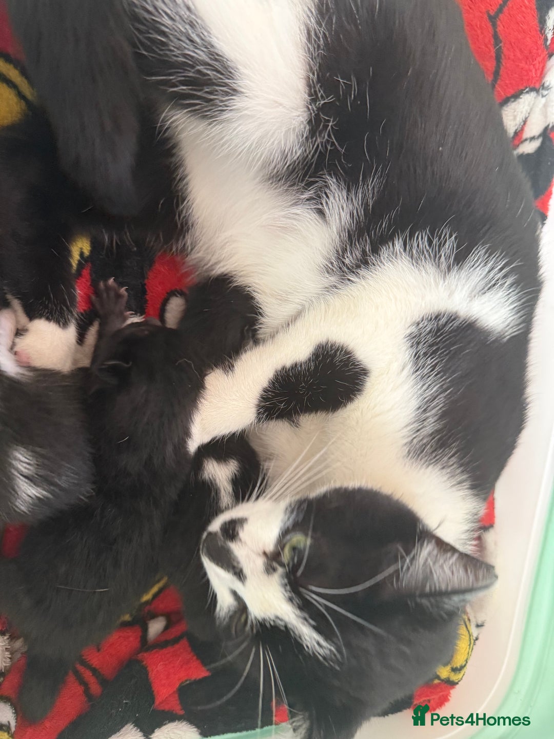 Mixed Breed cats for sale: Mix breed kittens  - Image 5
