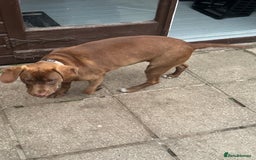 Mixed Breed dogs for sale: Vând Labrador Ciocolatiu - Image 3