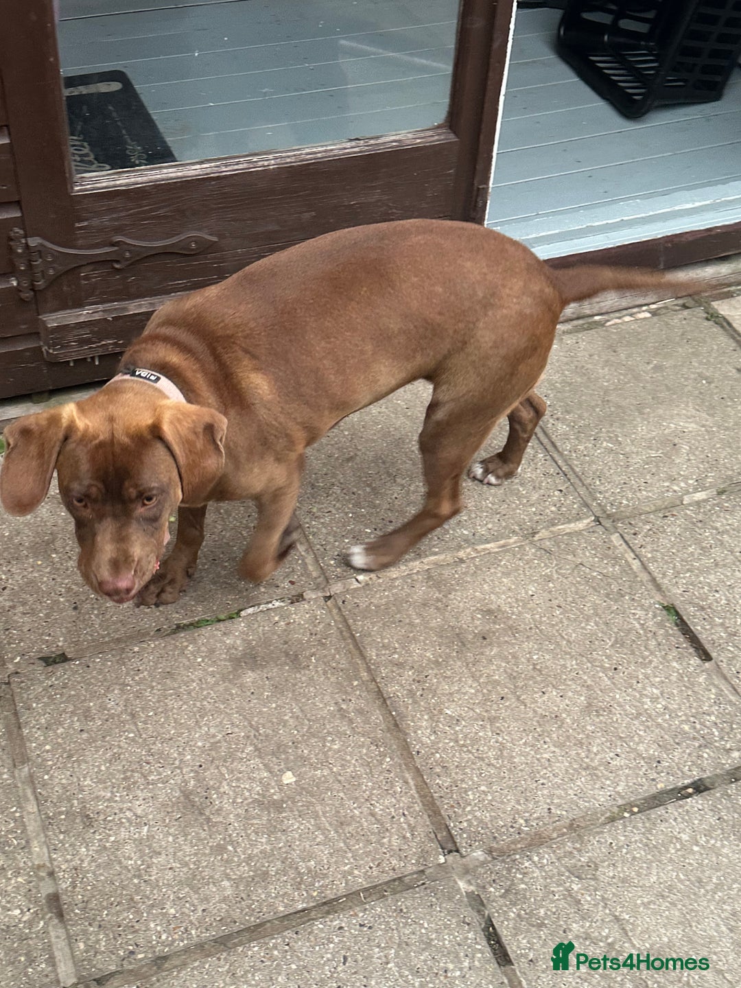 Mixed Breed dogs for sale: Vând Labrador Ciocolatiu - Image 3