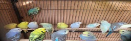 Budgerigars birds for sale: Baby buddies for sake - Advert 6