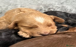 Cockapoo dogs for sale: Adorable Toy Cockapoos-Health Tested - Image 8