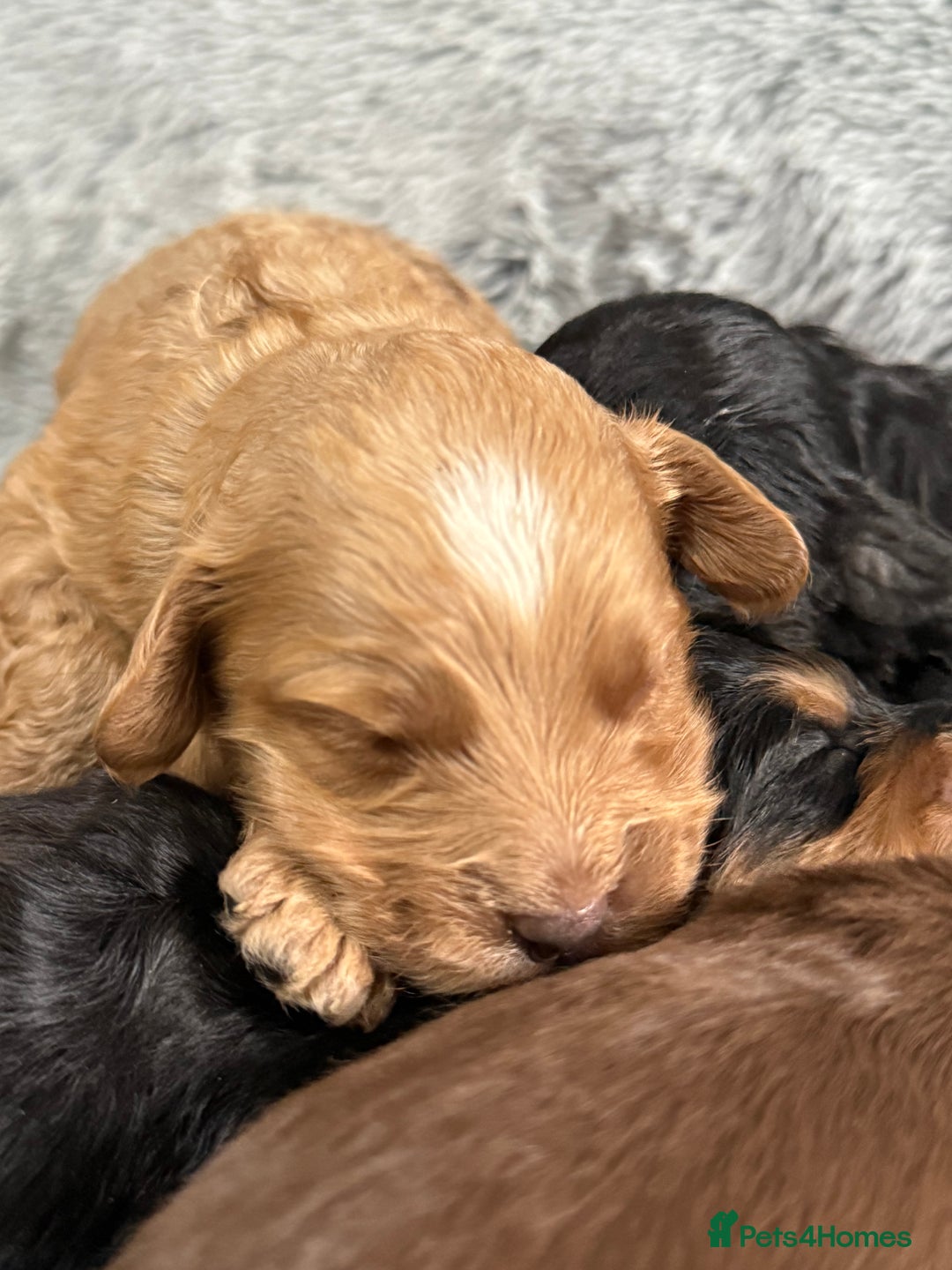 Cockapoo dogs for sale: Adorable Toy Cockapoos-Health Tested - Image 8