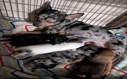 Mixed Breed dogs for sale: Stunning jack Russel cross staffy - Image 2