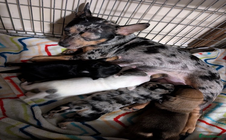 Mixed Breed dogs - Advert 2