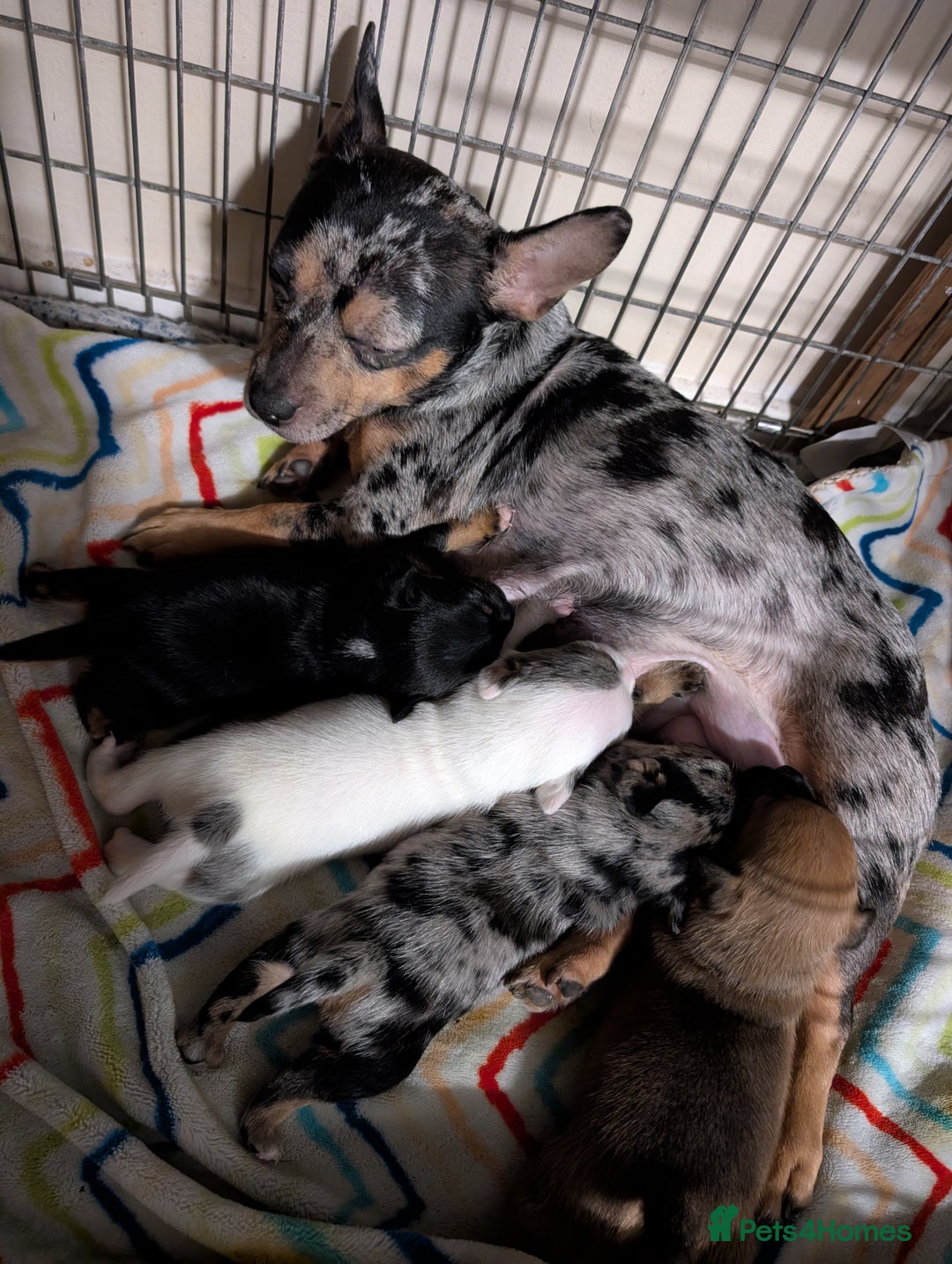 Mixed Breed dogs for sale: Stunning jack Russel cross staffy - Image 2