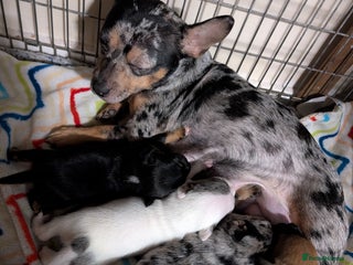 Mixed Breed dogs - Advert 22