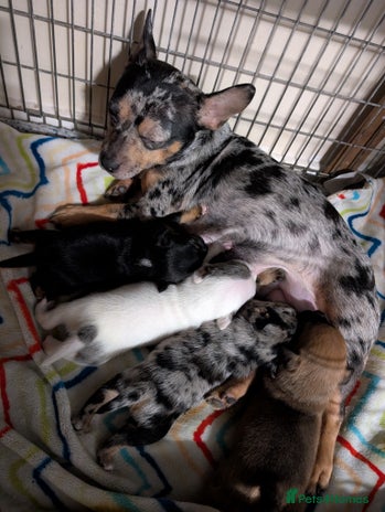 Mixed Breed dogs - Advert 2