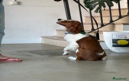 Brittany Spaniel dogs for adoption: Elvis, Brittany Cross, aged 1 in Bedford - Image 12