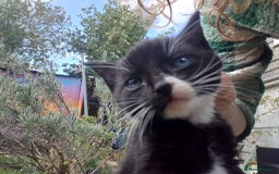 Mixed Breed cats for sale: 4 sweet happy tuxedo kittens - Image 17
