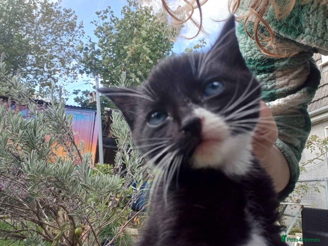Mixed Breed cats for sale: 4 sweet happy tuxedo kittens - Image 17