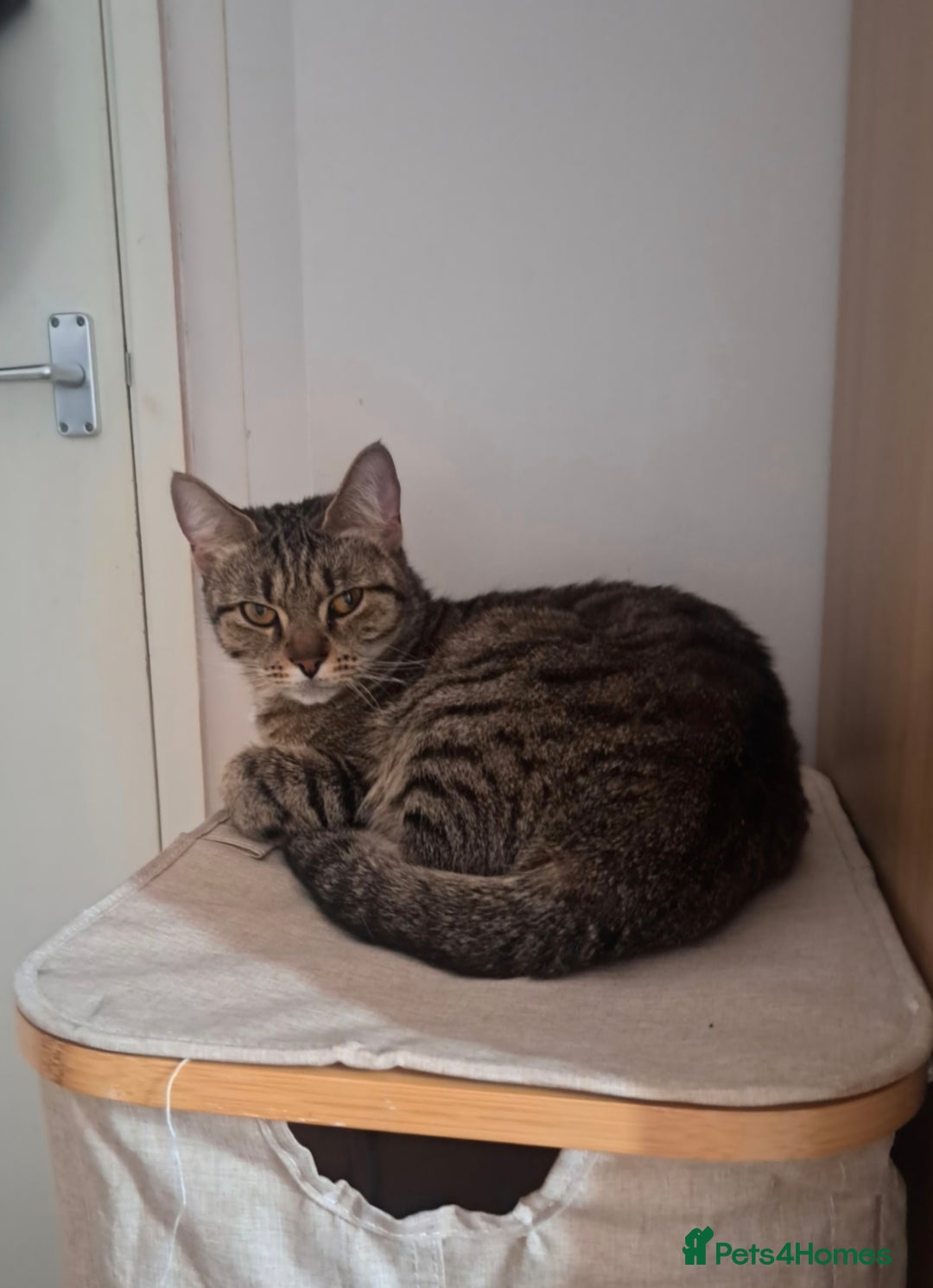 Mixed Breed cats for sale: Oreo and Luna - Advert 6