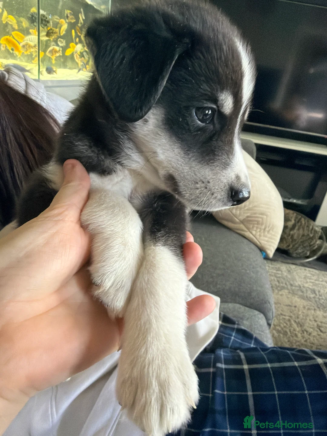 Mixed Breed dogs for sale: Puppy’s for finding there forever home  - Advert 2