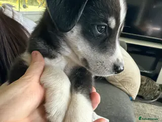 Mixed Breed dogs Puppy’s for finding there forever home - Advert 5