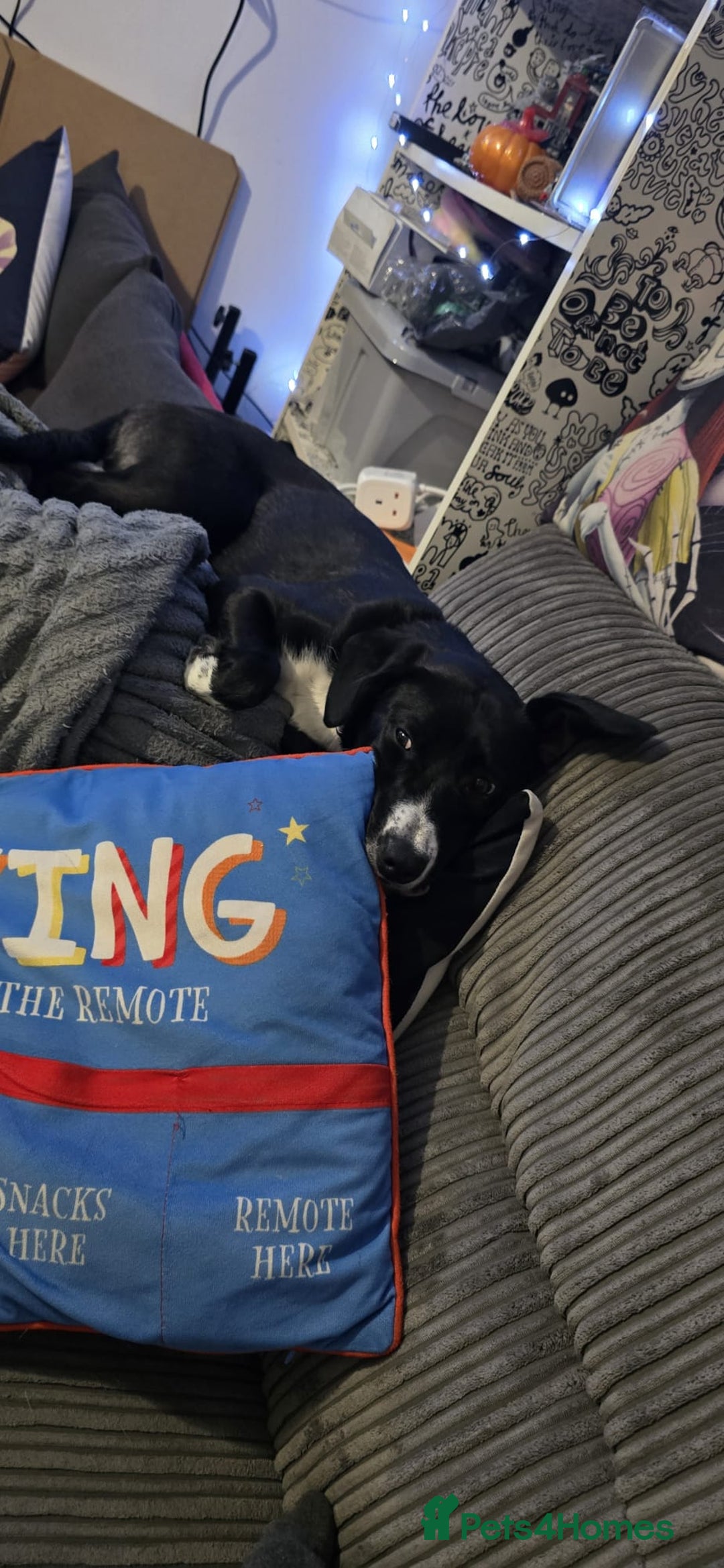 Mixed Breed dogs for sale: Beautiful 1 year old female dog  - Advert 4