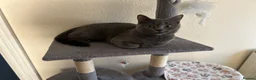 British Shorthair cats for sale: British shorthair /russian blue kittens  - Advert 2