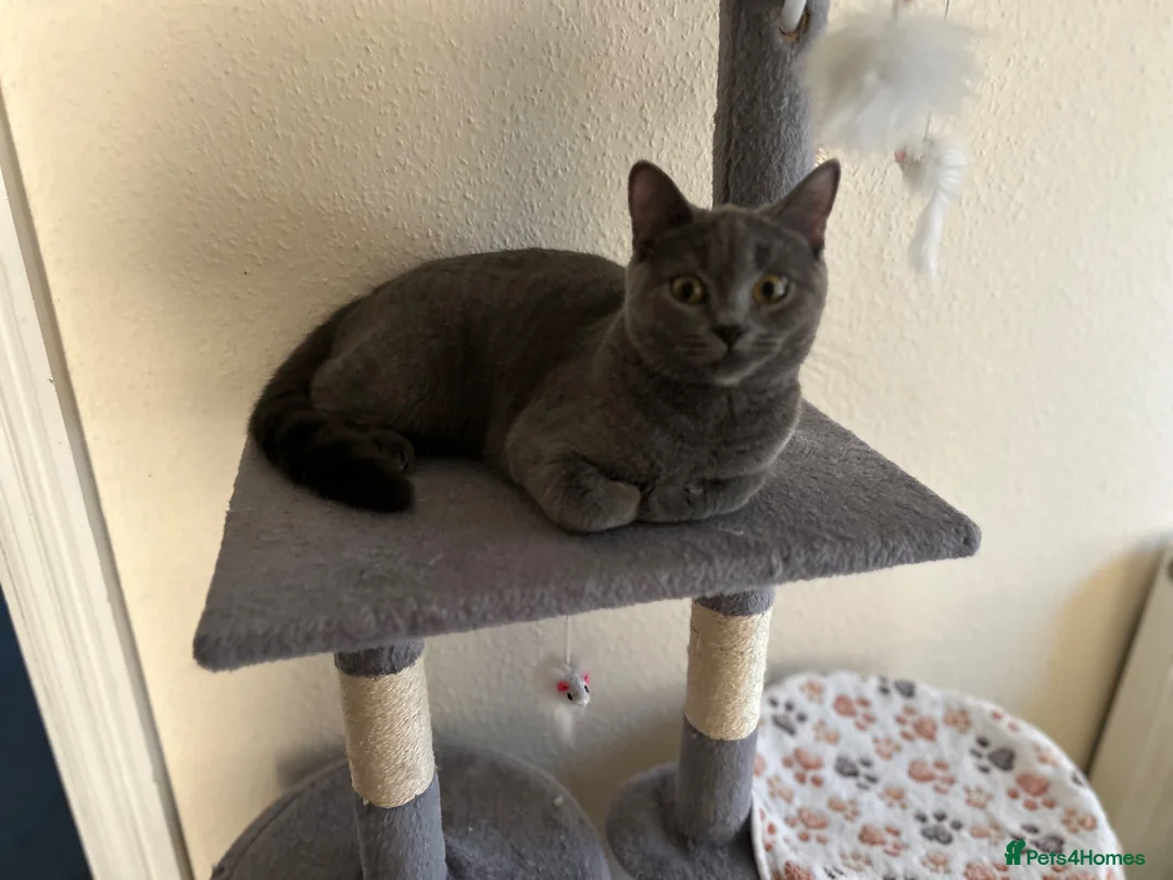 British Shorthair cats for sale: British shorthair /russian blue kittens  - Advert 2
