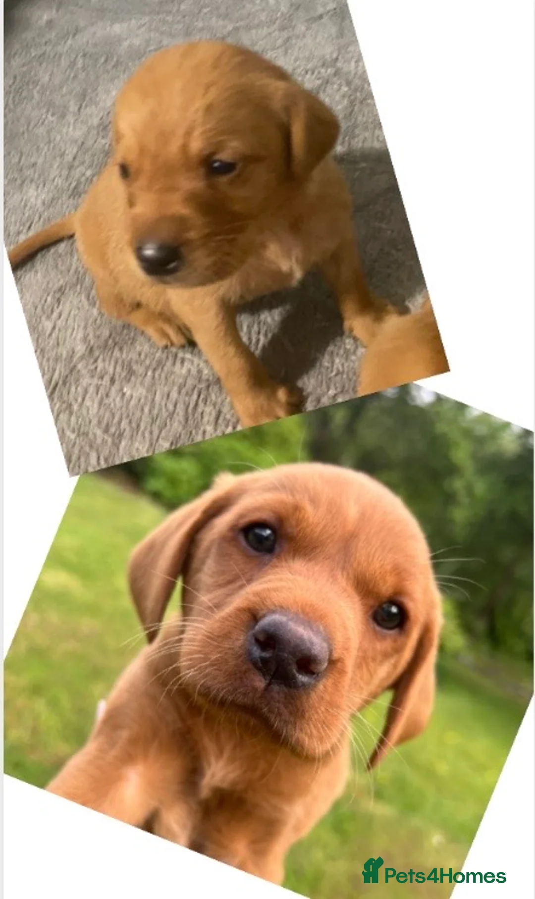 Labrador Retriever dogs for sale: *READY NOW * Super Dark fox red KC lab pups  - Advert 2