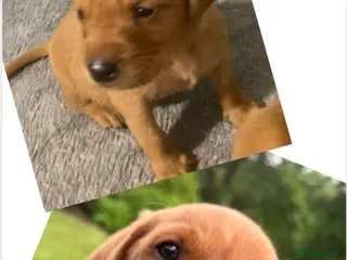 Labrador Retriever dogs KC fox red labrador pups health tested parents - Advert 1