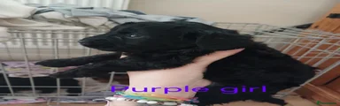 Purple girl