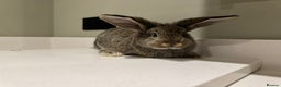 New Zealand rabbits for sale: New Zealand lops  - Advert 7