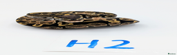 Python Snake reptiles for sale: Range of Royal Pythons - Advert 8