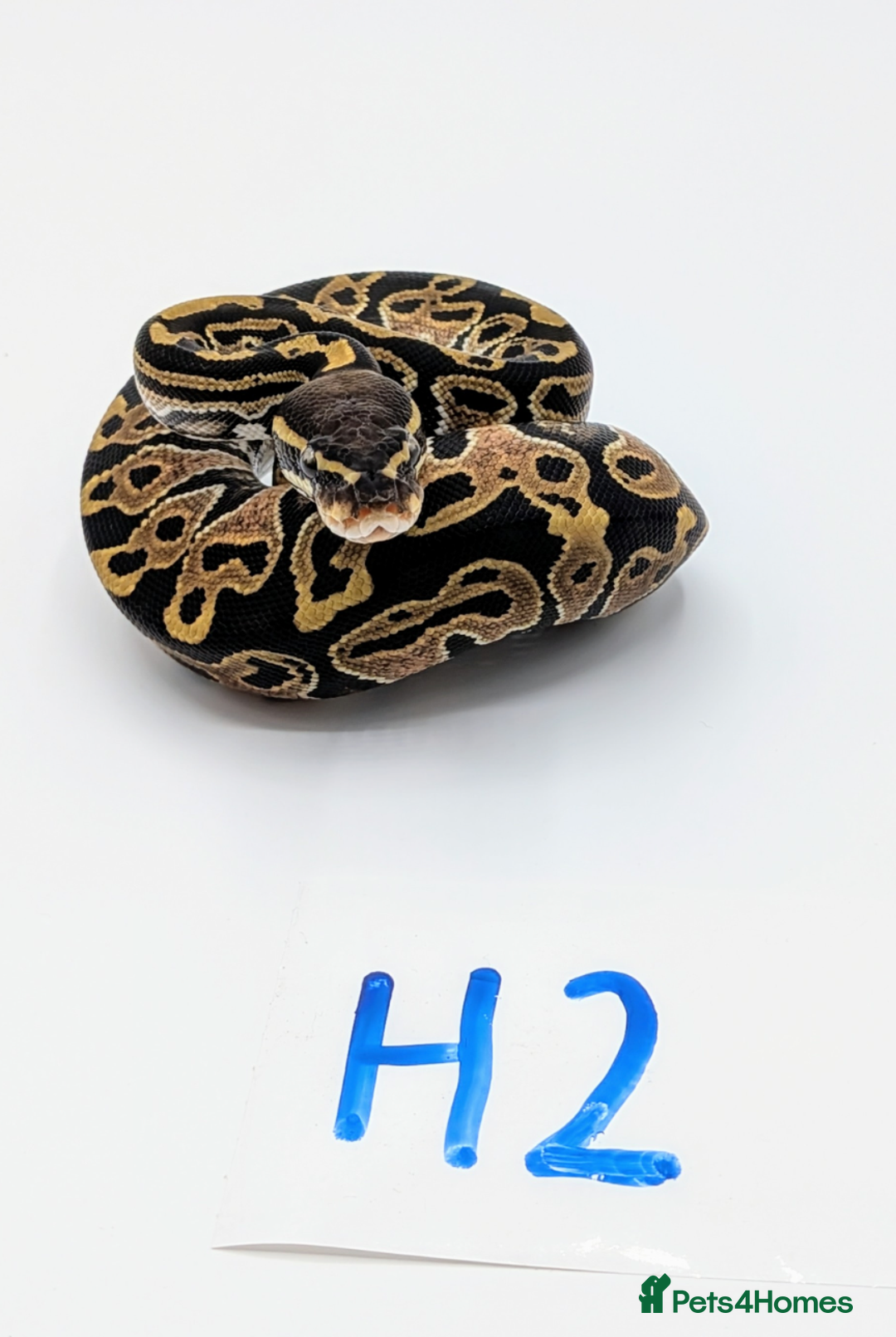 Python Snake reptiles for sale: Range of Royal Pythons - Advert 8