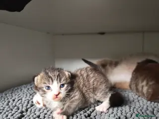 Mixed Breed cats Ragdoll cross - Advert 11