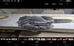 Brazilian Shorthair cats for sale: British Shorthair Fluffy Male - Image 5
