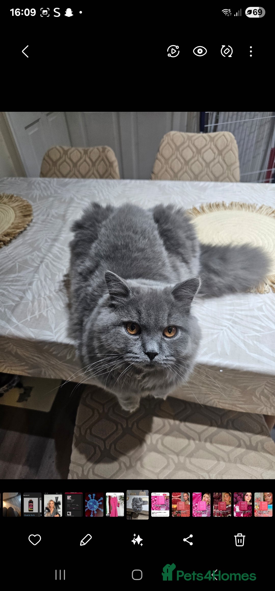 Brazilian Shorthair cats for sale: British Shorthair Fluffy Male - Image 5