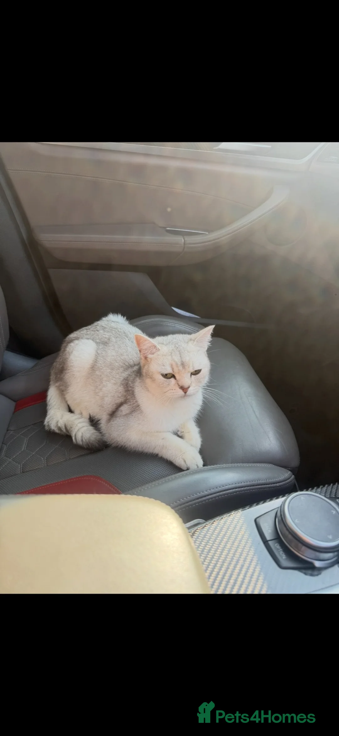 British Shorthair cats for sale: BIG EYES, British short hair mix in Rugby - Advert 1