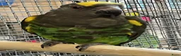Parrots birds for sale: Stunning Parrots/Parakeets/Amazons  - Advert 24