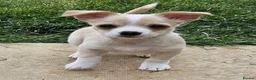Mixed Breed dogs for sale: Chi chon - Advert 2