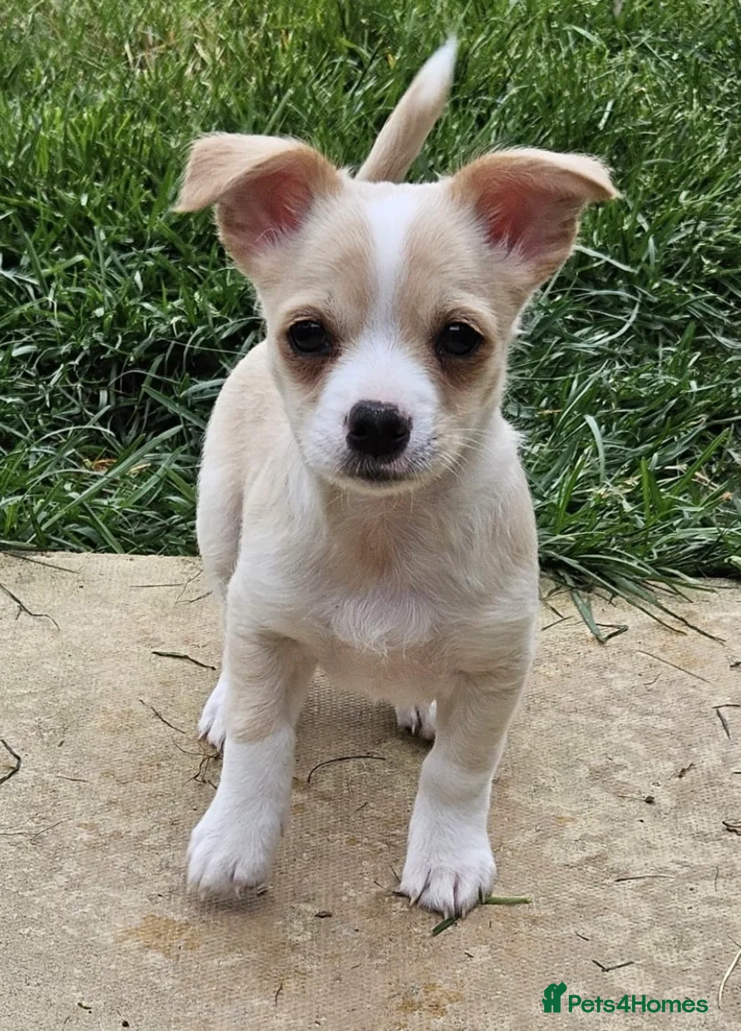 Mixed Breed dogs for sale: Chi chon - Advert 2