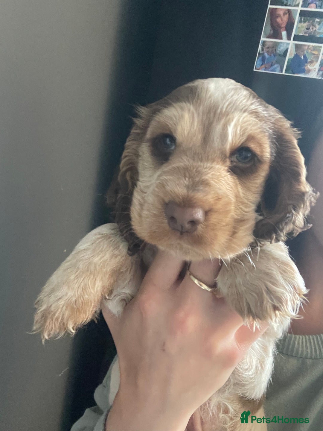 Cocker Spaniel dogs for sale: Show cocker spainel  - Image 7
